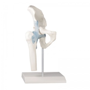Hip Joint Model with Ligaments